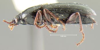 Media type: image;   Entomology 31305 Aspect: habitus lateral view